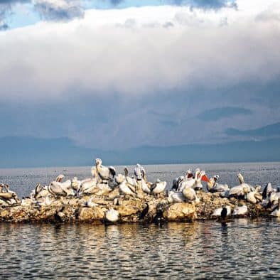 Silver pelicans on Lake Kerkini